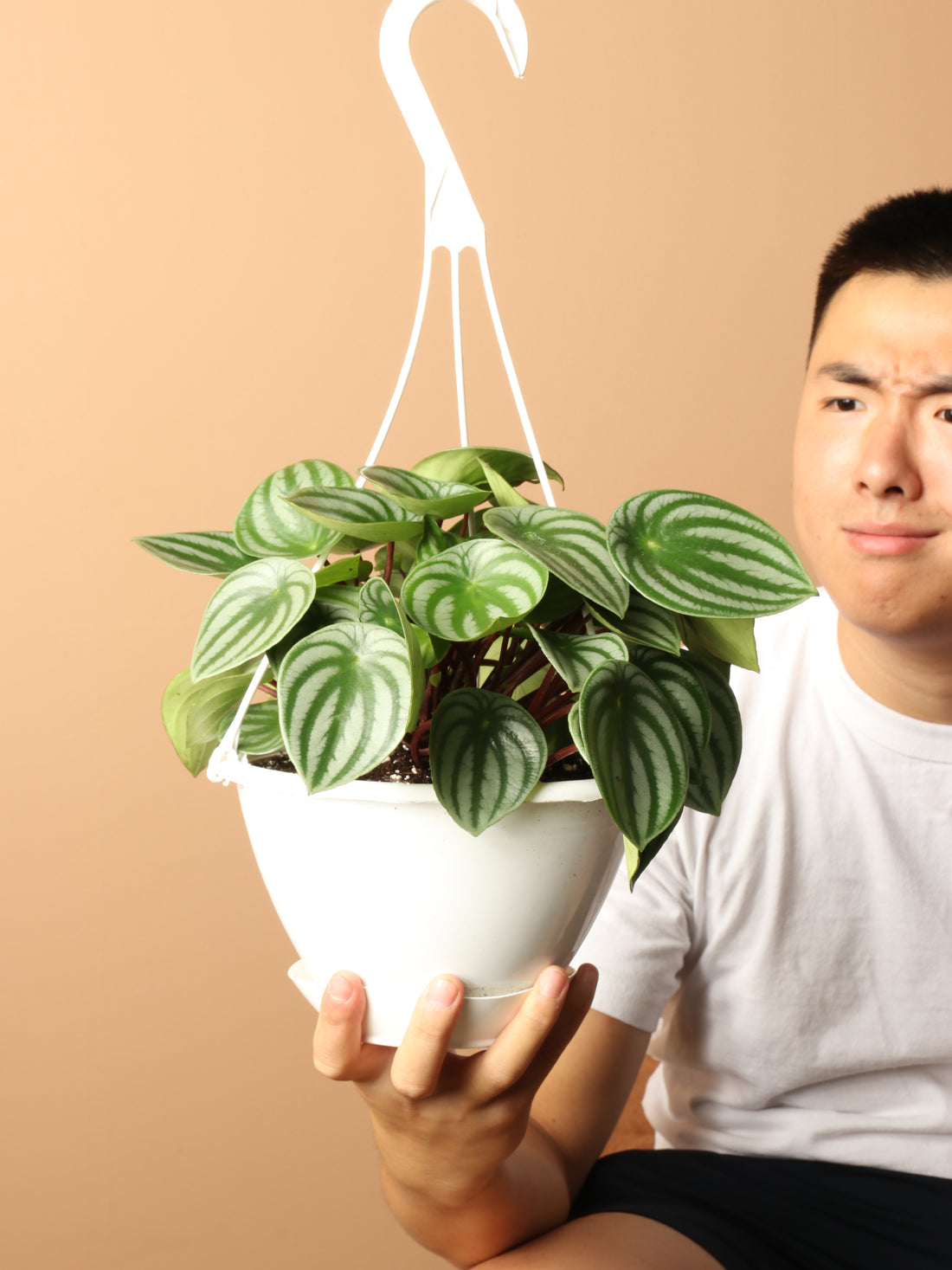 Hanging Watermelon Pilea