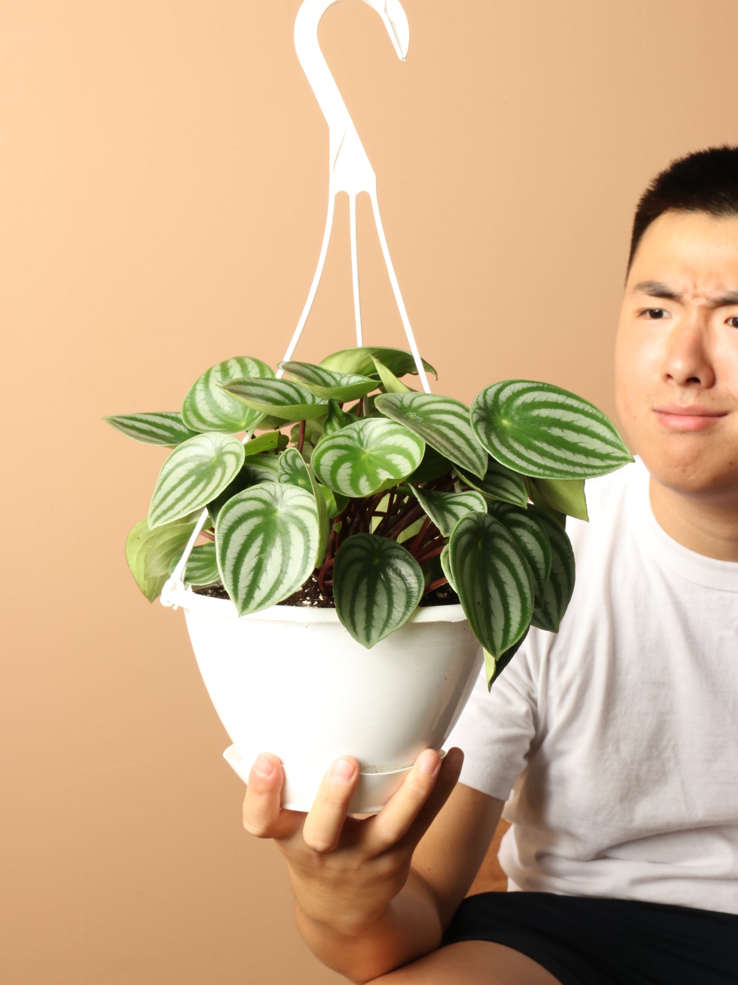 watermelon money plant Hanging Watermelon Pilea