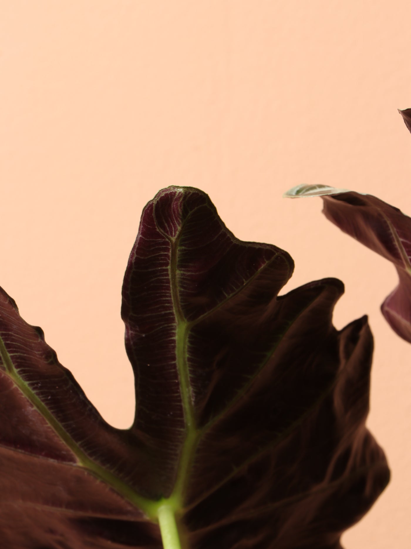 Medium Alocasia Polly