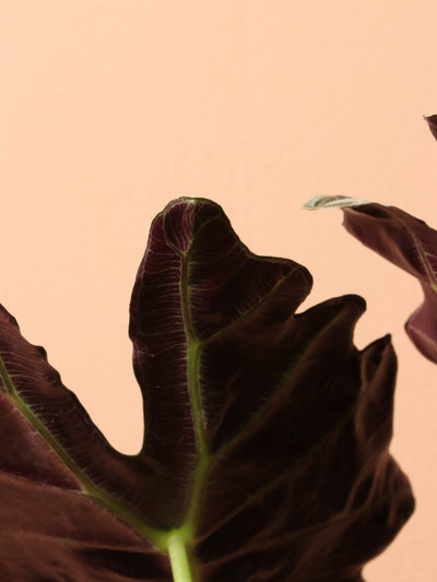 Medium Alocasia Polly