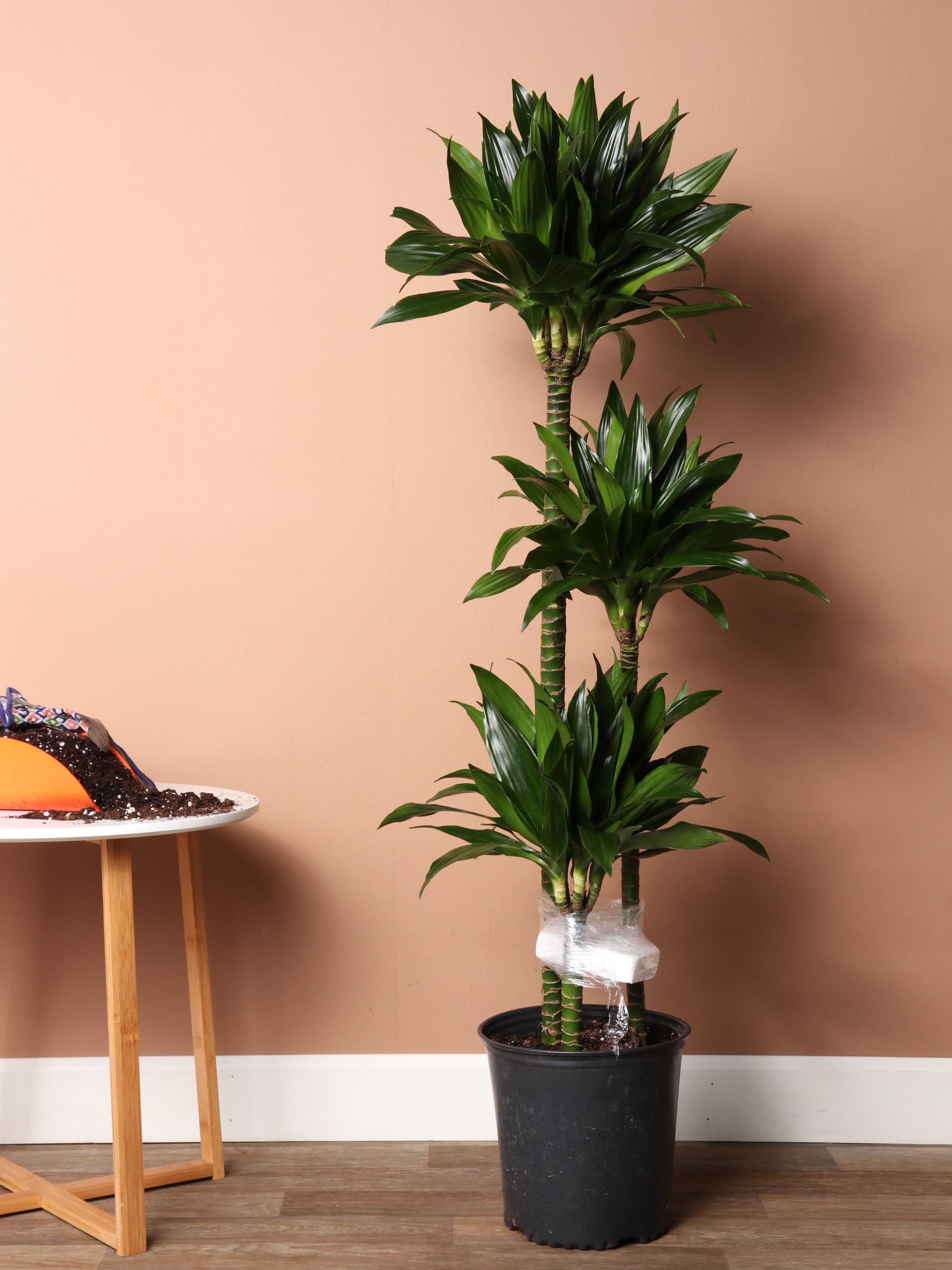 Large Dracaena &