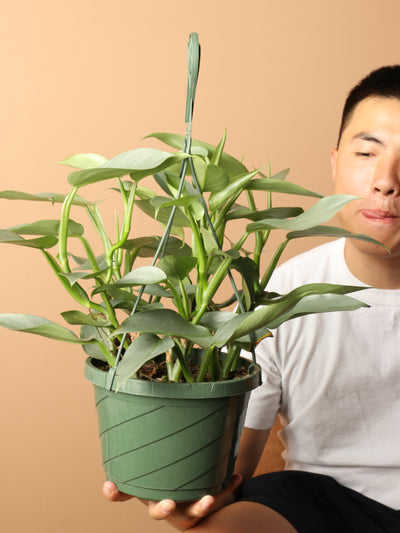 Hanging Philodendron Silver Sword