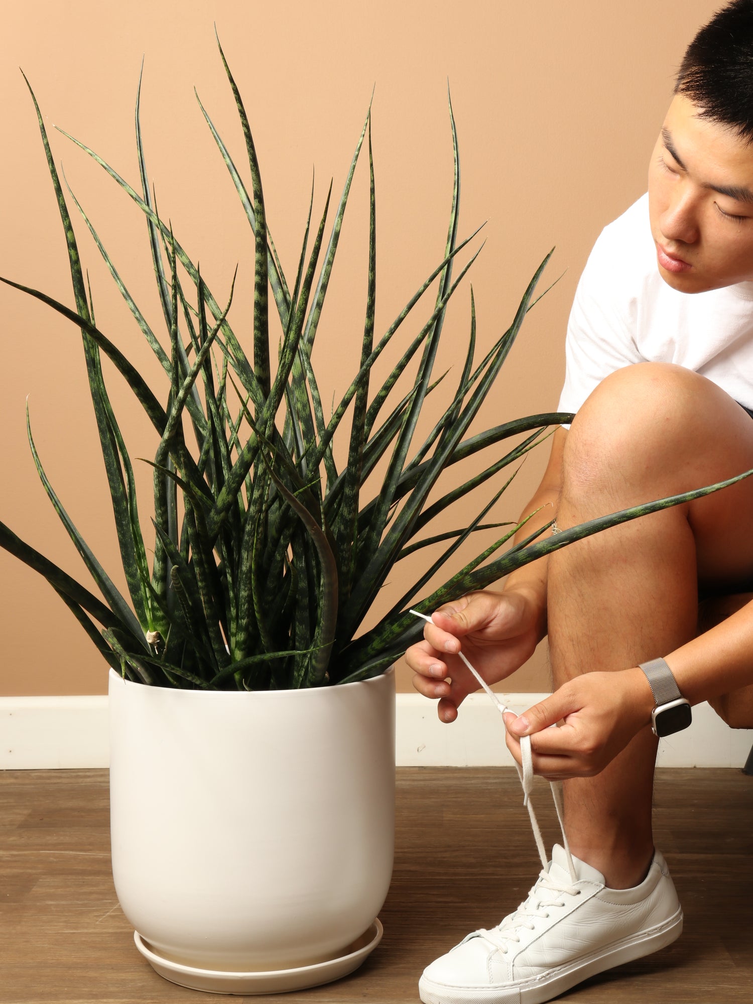 3-5 FT Sansevieria Fernwood – Dahing Plants