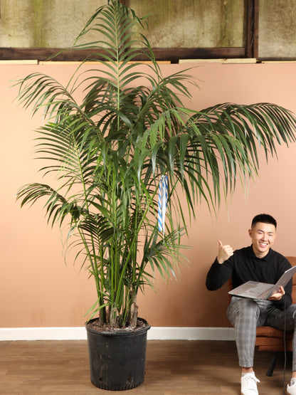 Huge Kentia Palm