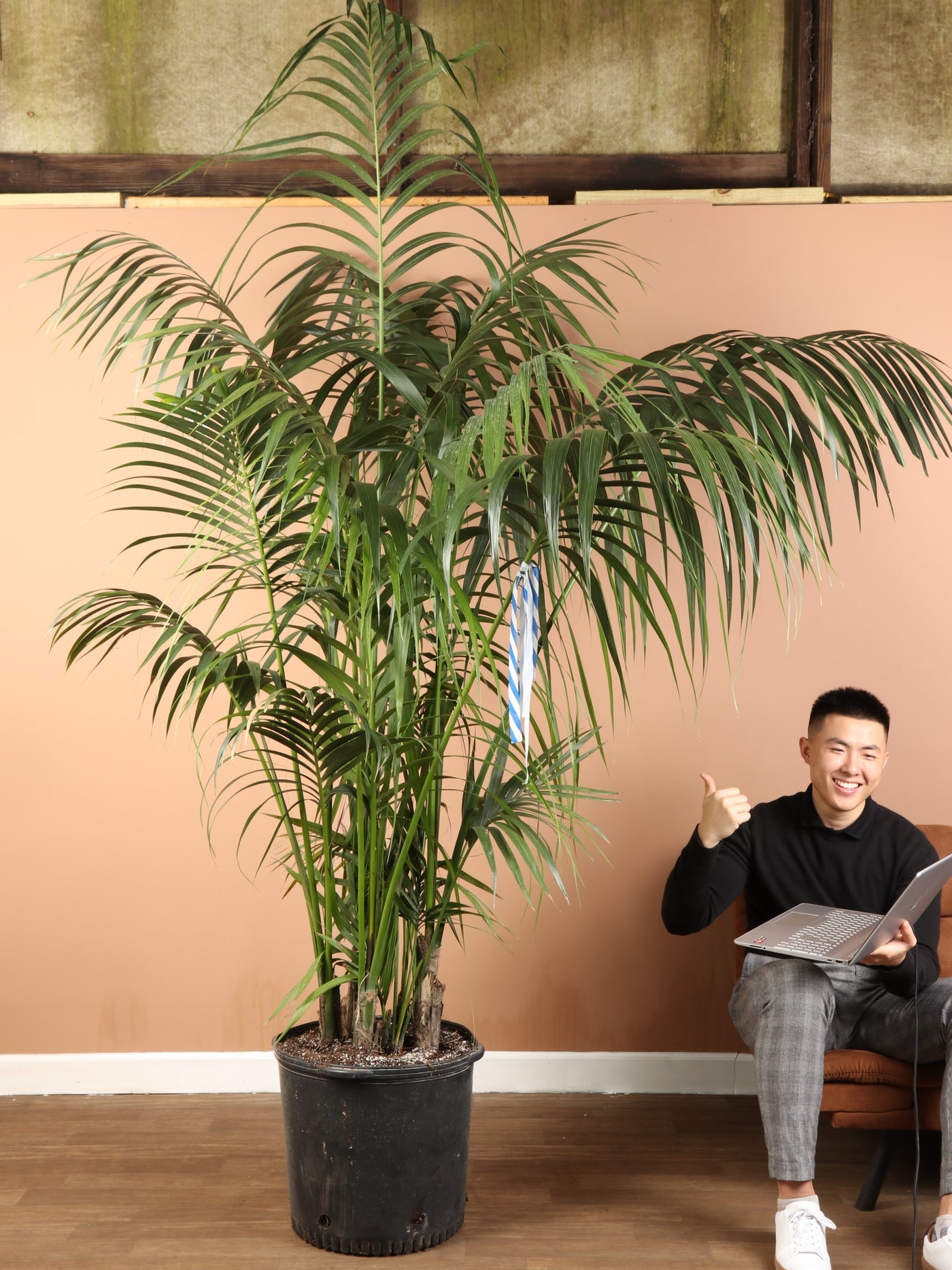 7 10FT Kentia Palm Dahing Plants 7-10ft-kentia-palm-dahing-plants