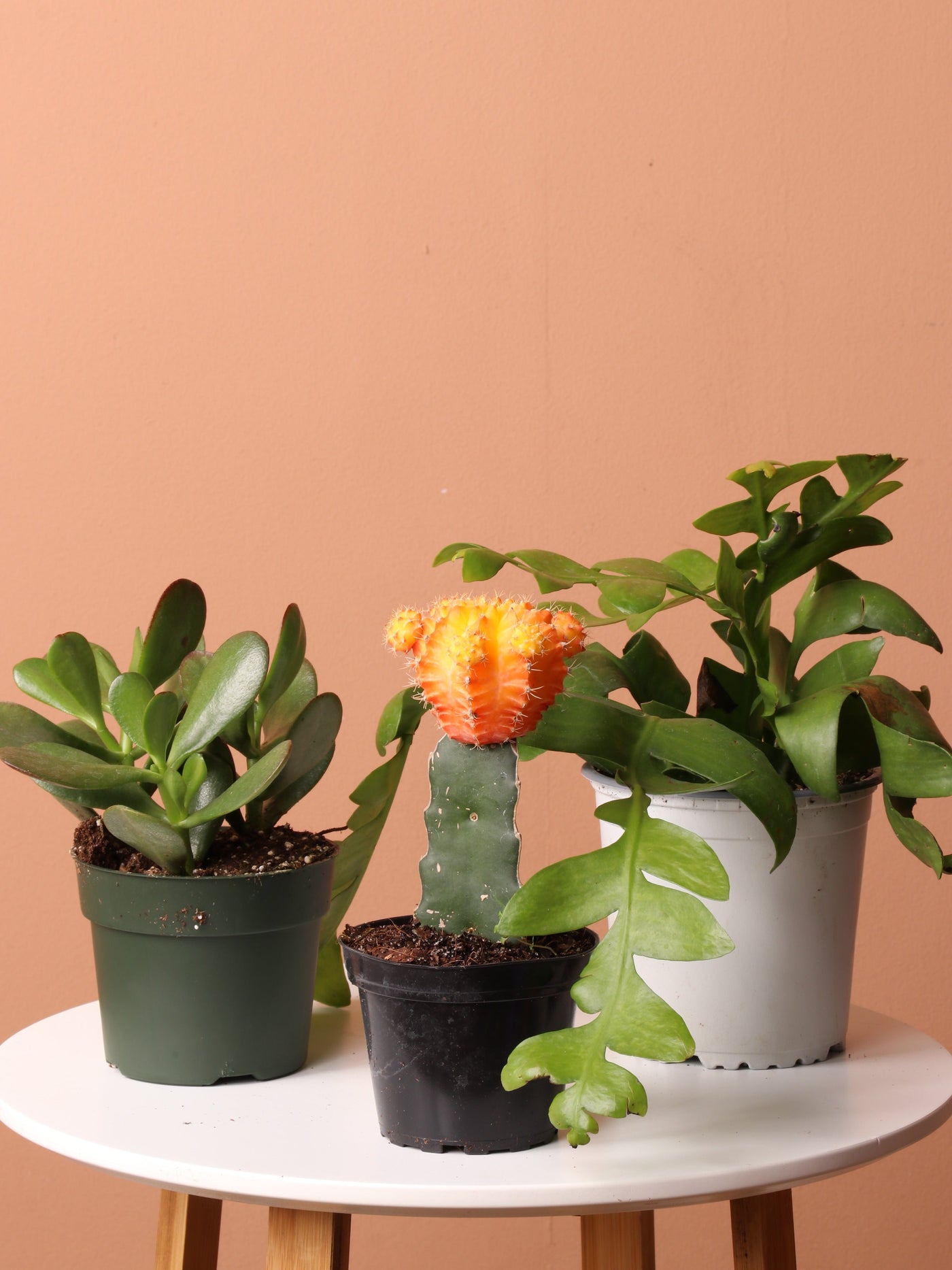 Cactus & Succulent Bundle