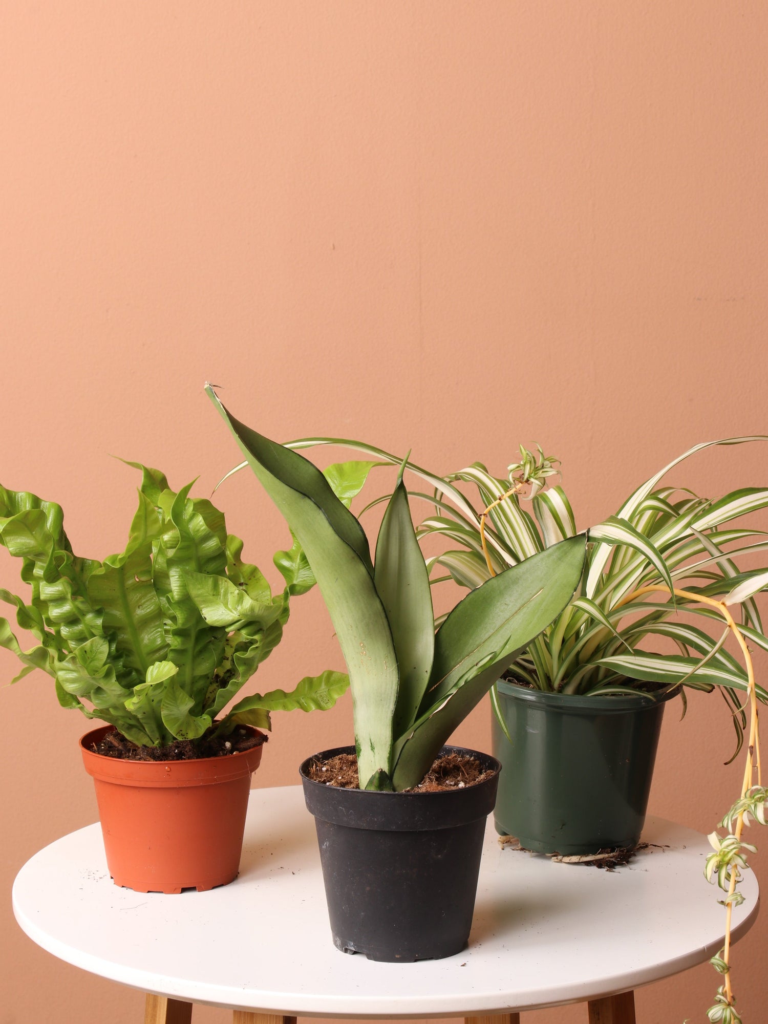 bundles of house plants Easy Care Plant Bundle – Dahing Plants