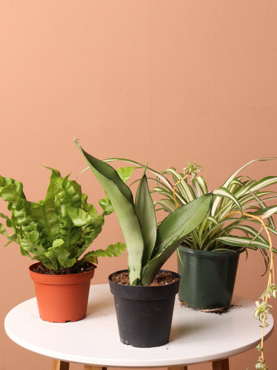 Easy Care Plant Bundle