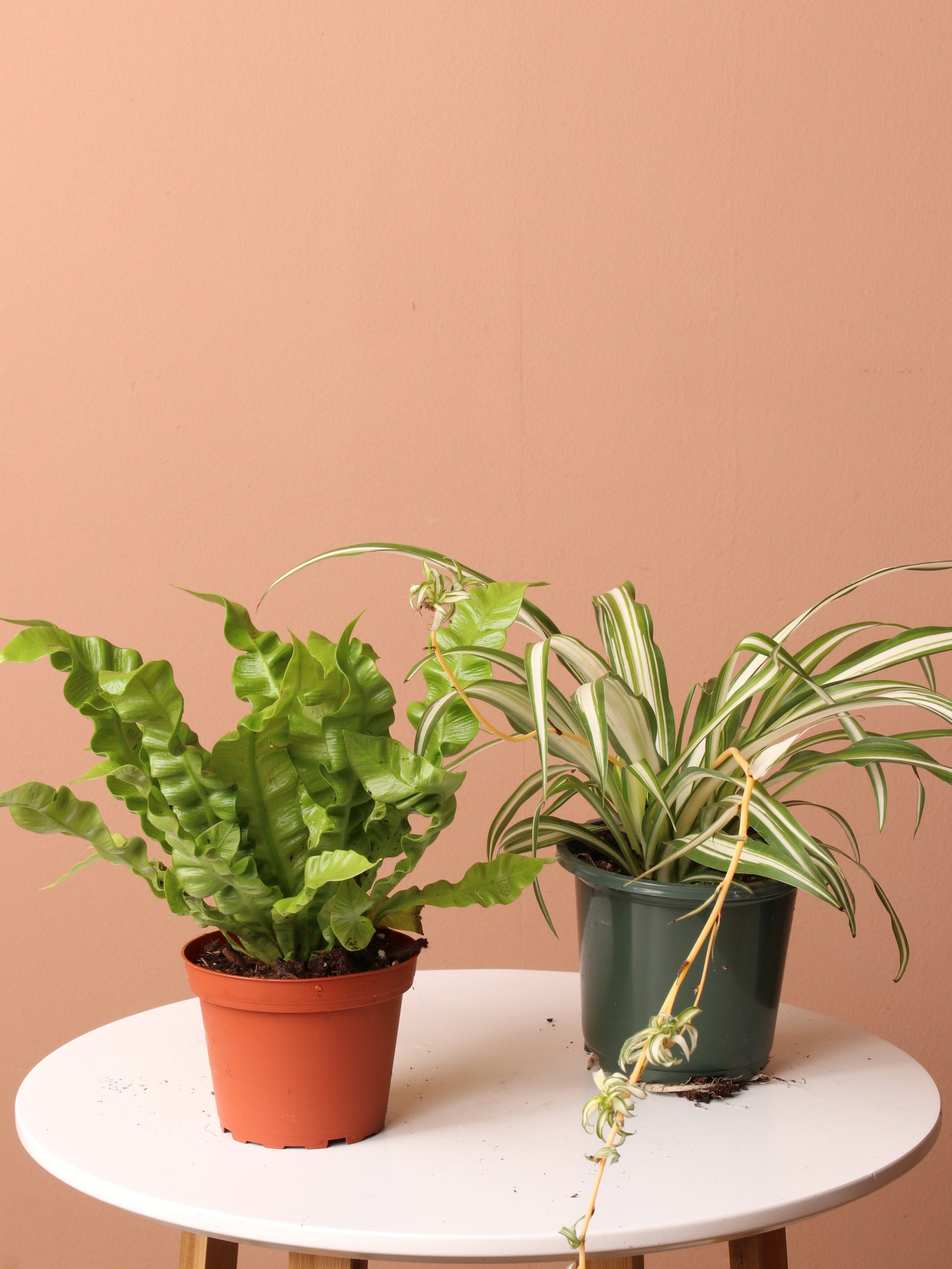 house plants bundle Easy Care Plant Bundle – Dahing Plants
