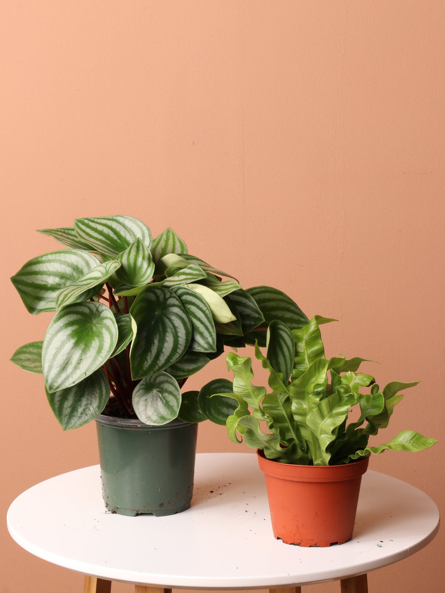 Pet-friendly Plant Bundle