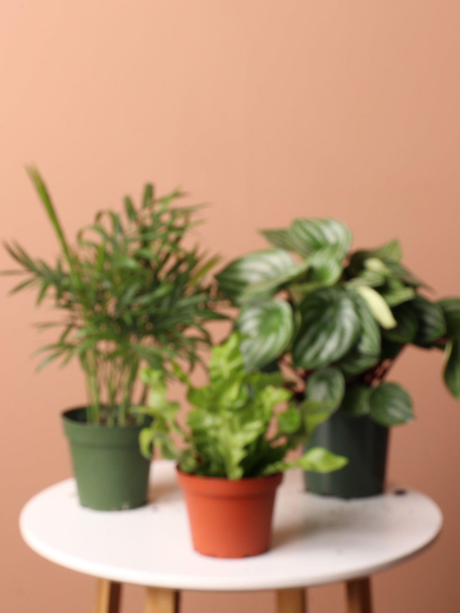indoor friendly plants Pet-friendly Plant Bundle – Dahing Plants