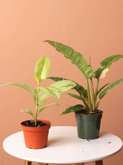 Rare Plant Bundle