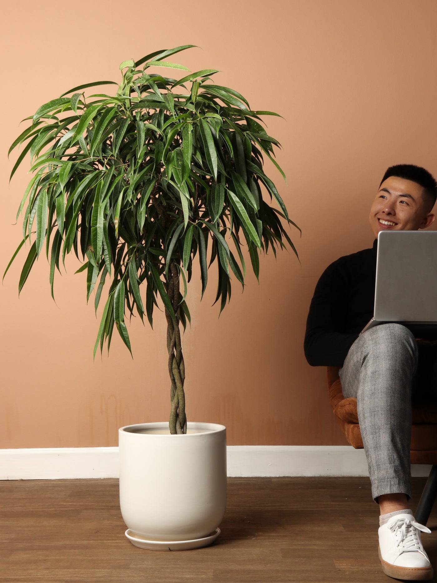 35 FT Ficus 'Alii' (single stalk) Dahing Plants