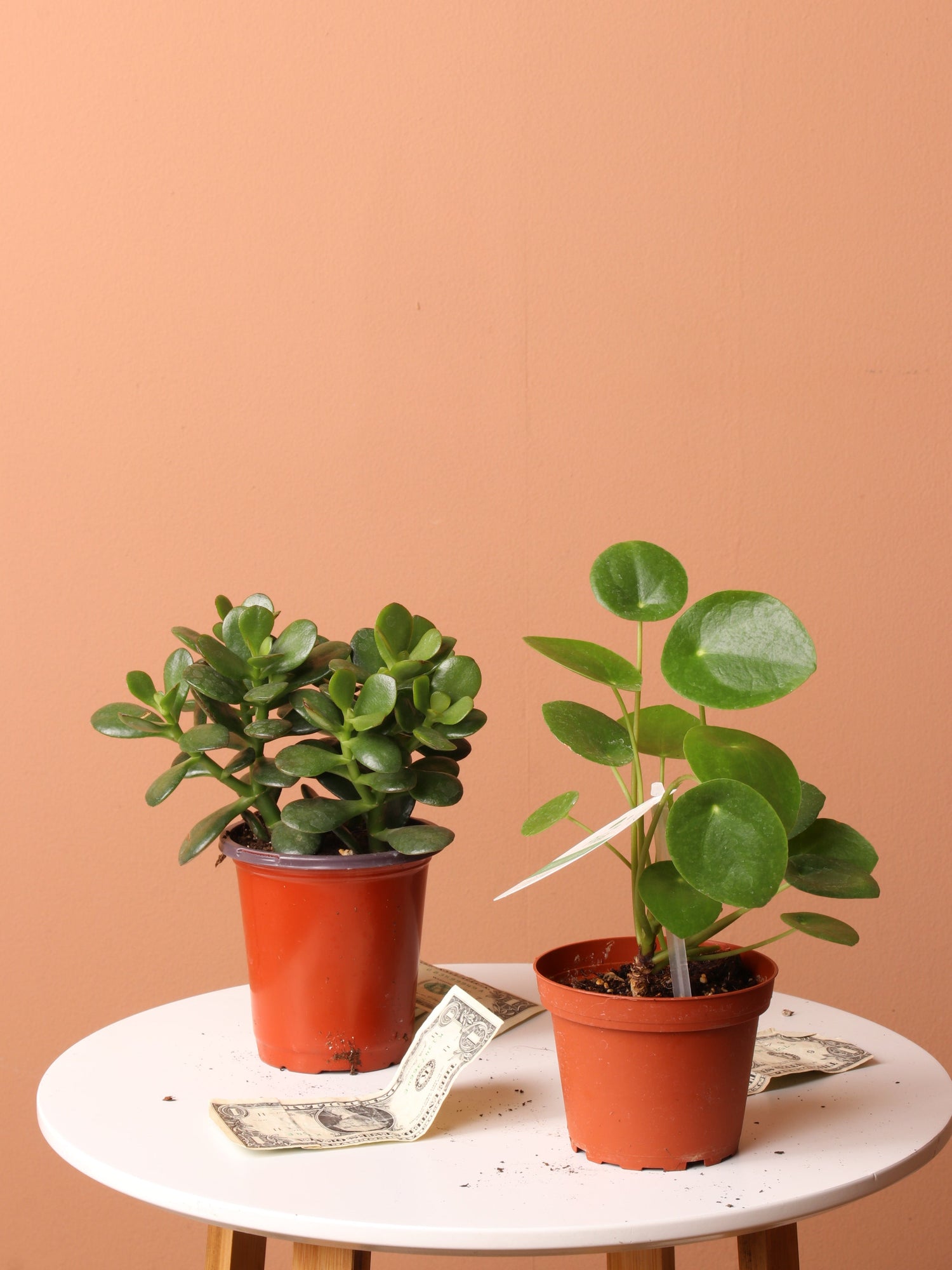 2021 lucky indoor plants Lucky Plant Bundle – Dahing Plants