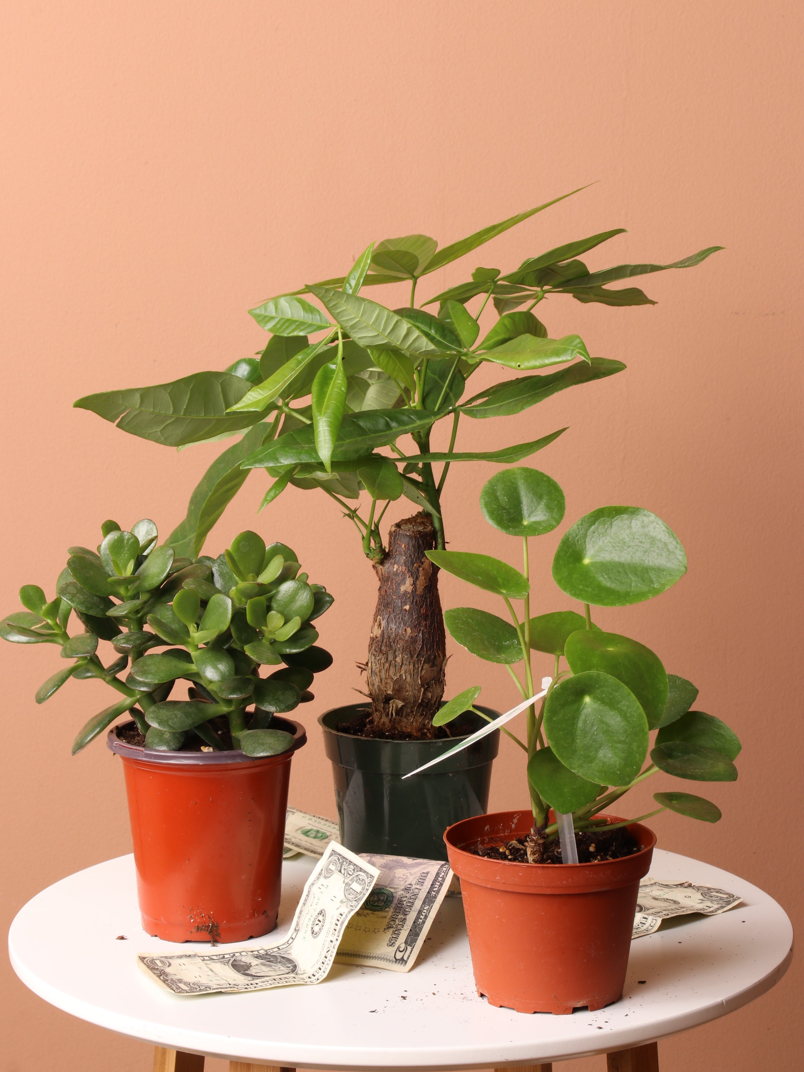 Lucky Plant Bundle