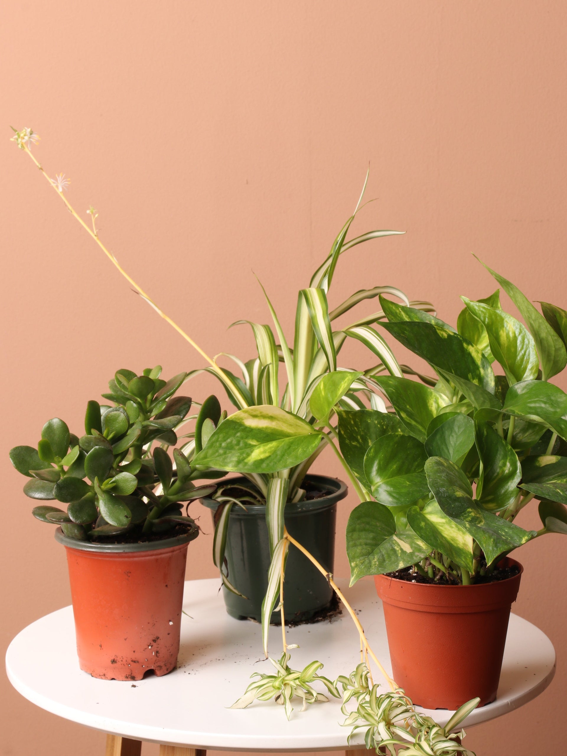 house plants for mom Mother Plant Bundle – Dahing Plants