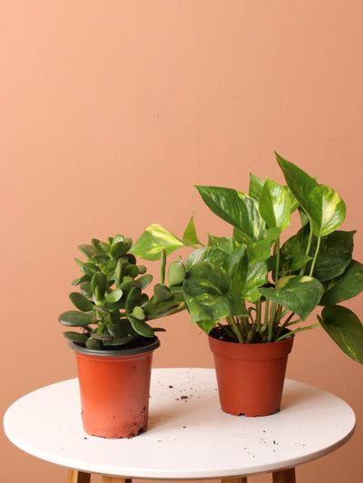 Mother Plant Bundle