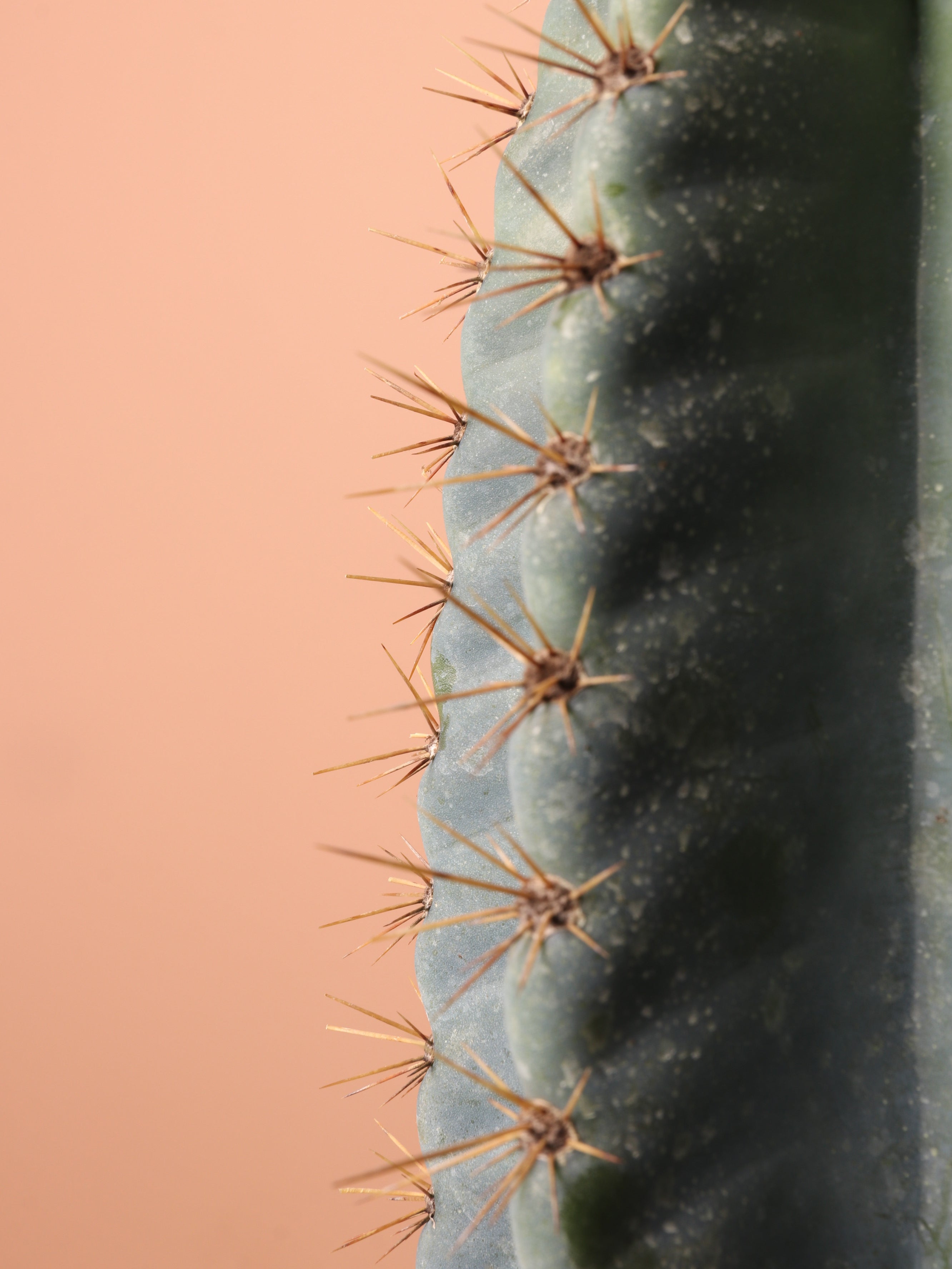 Large Peruvian Cactus (Single Stalk)