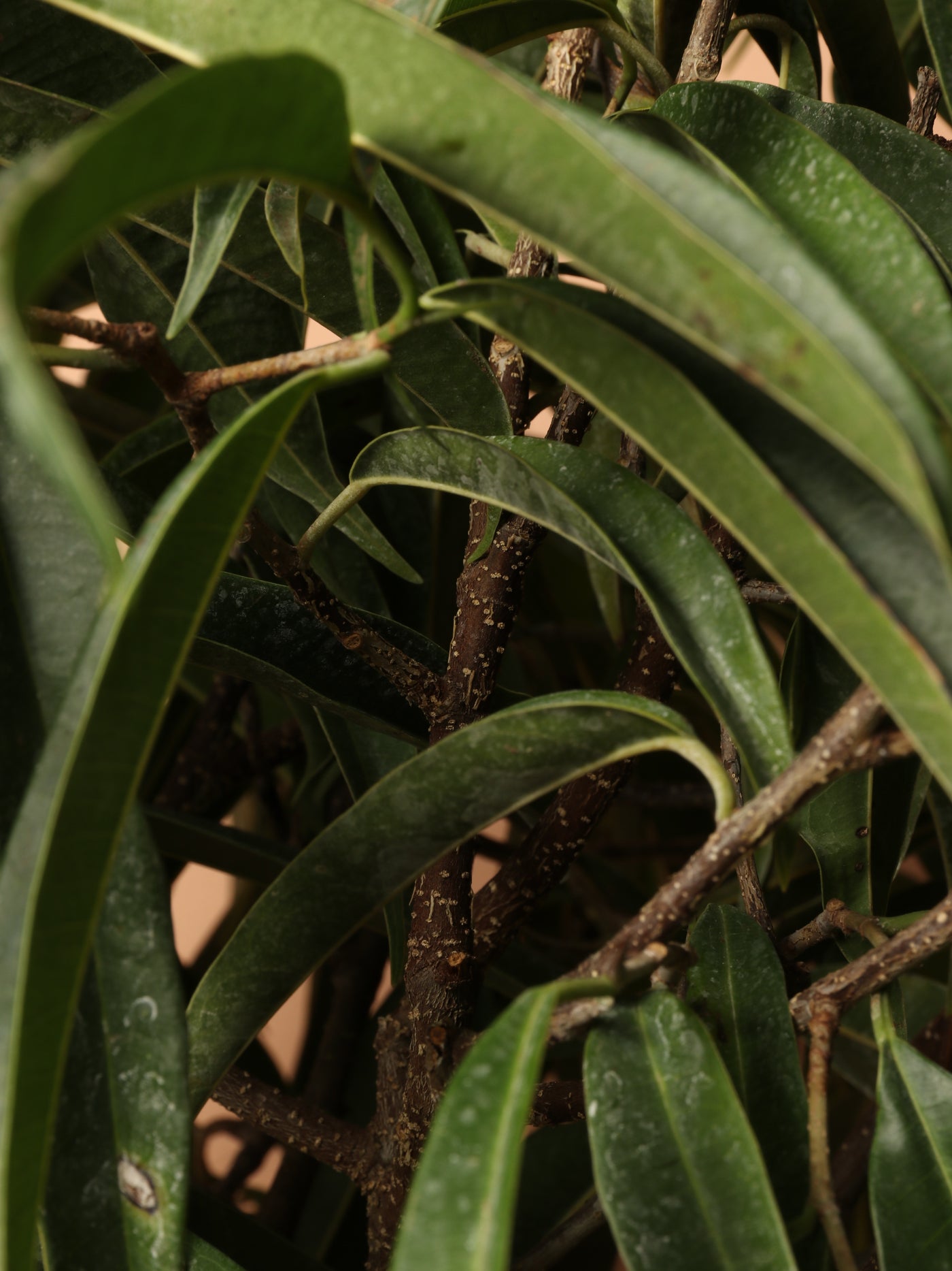 35 FT Ficus 'Alii' (single stalk) Dahing Plants