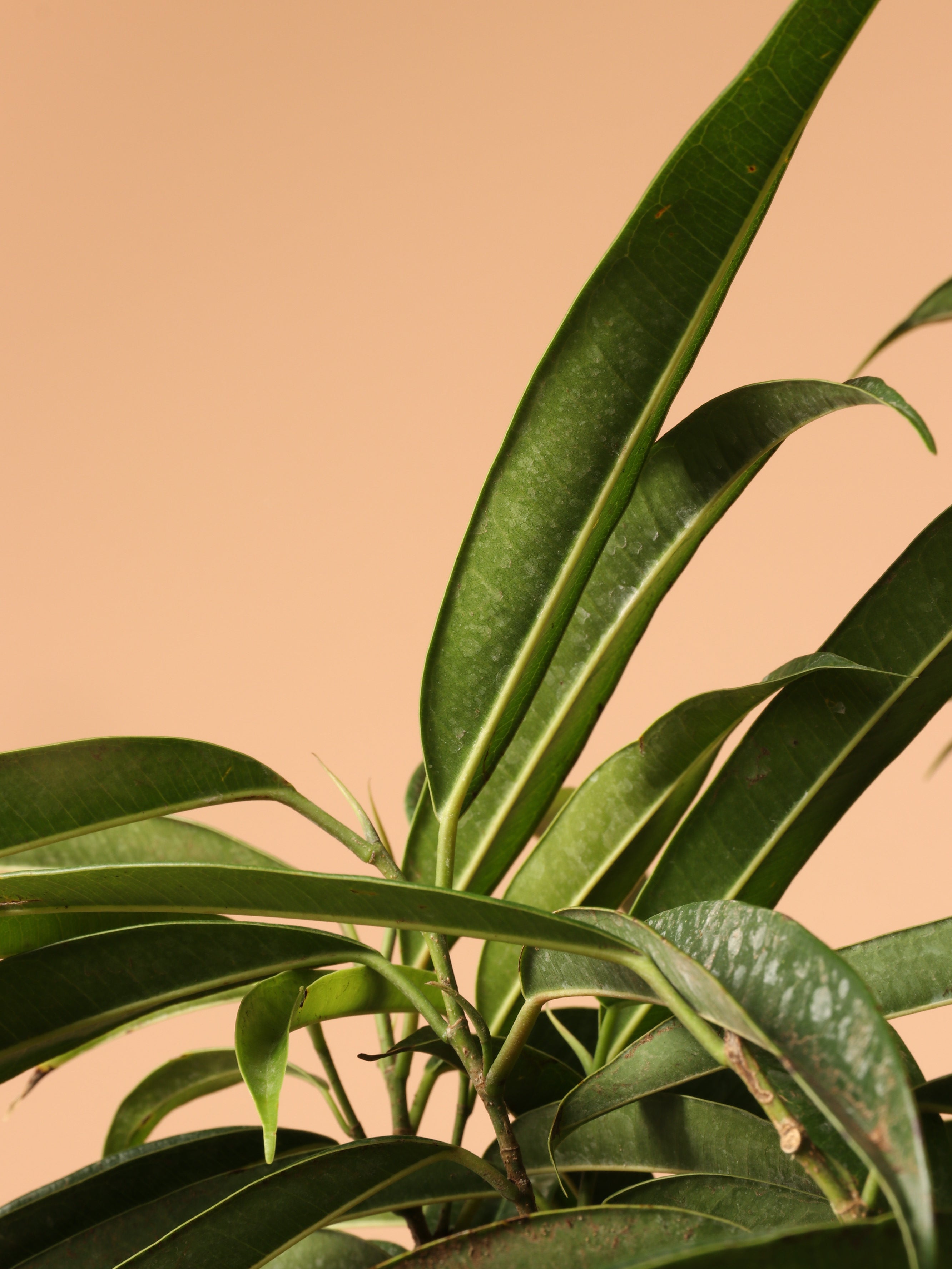 Large Ficus &