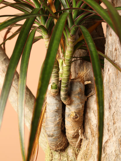 Huge Dracaena Marginata Stump
