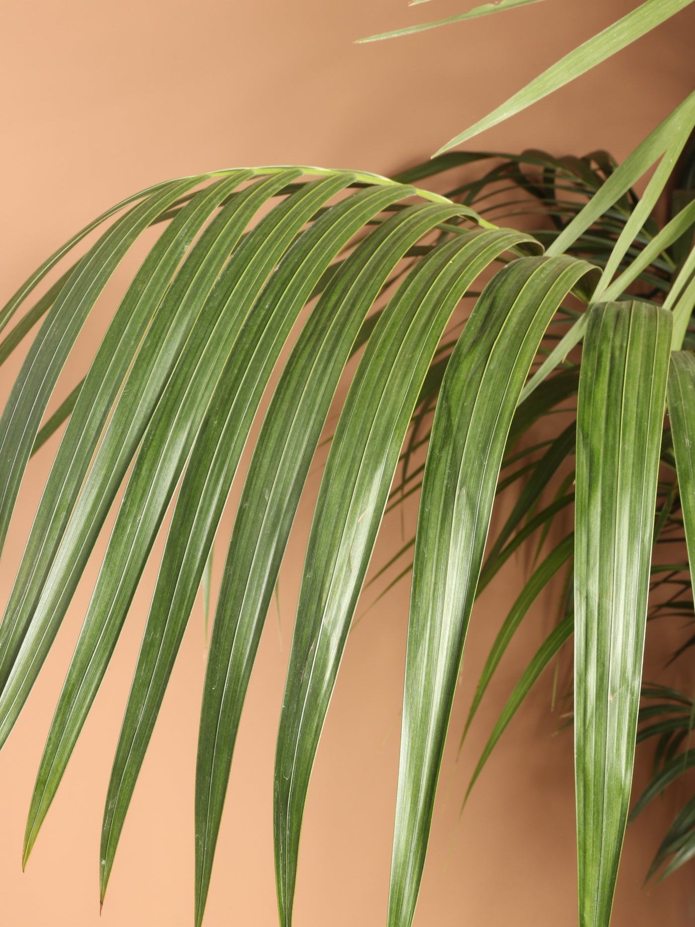 Huge Kentia Palm