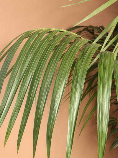 Huge Kentia Palm