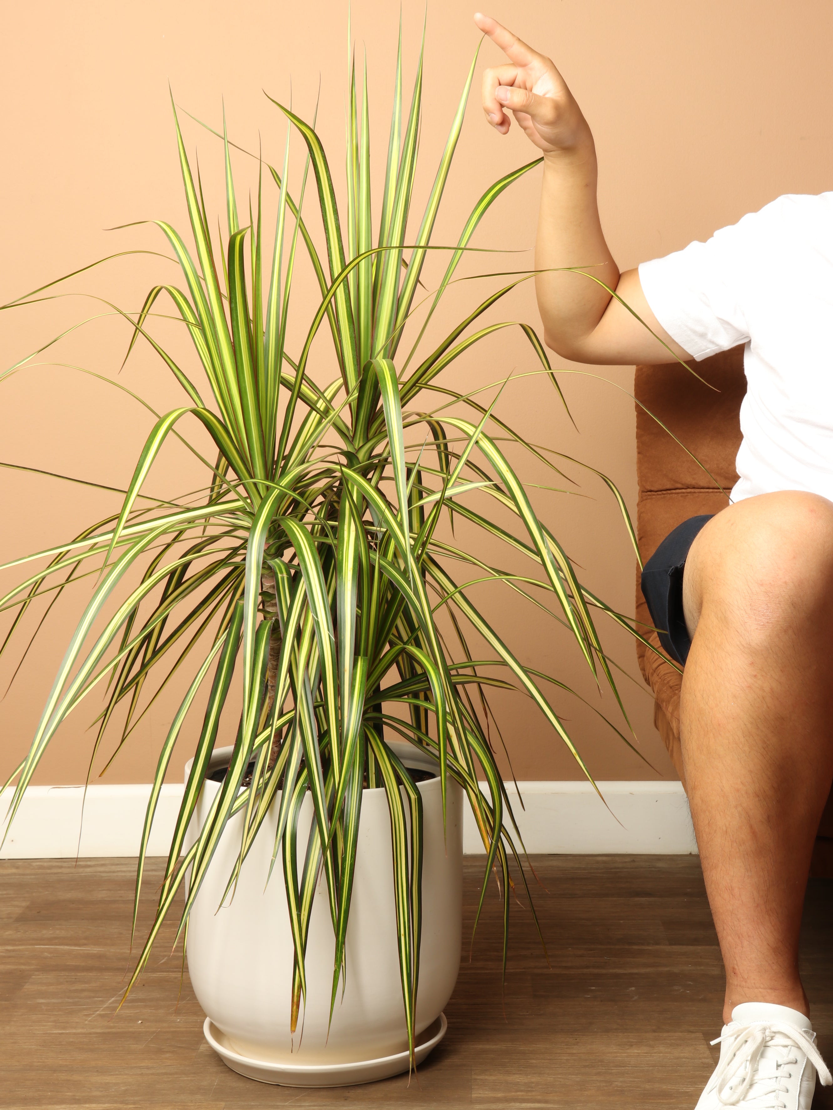 3-5 FT Marginata 'Kiwi' – Dahing Plants