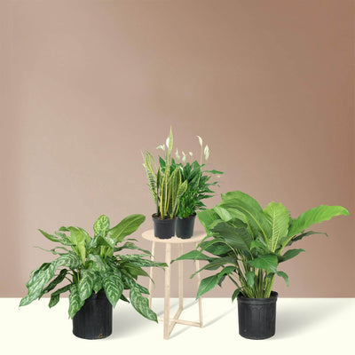 Productivity Booster Filler Pack