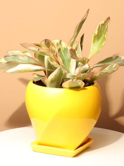 Medium Variegated Red Edge Peperomia