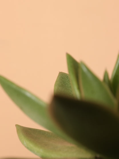 Small Echeveria Agavoides Succulent