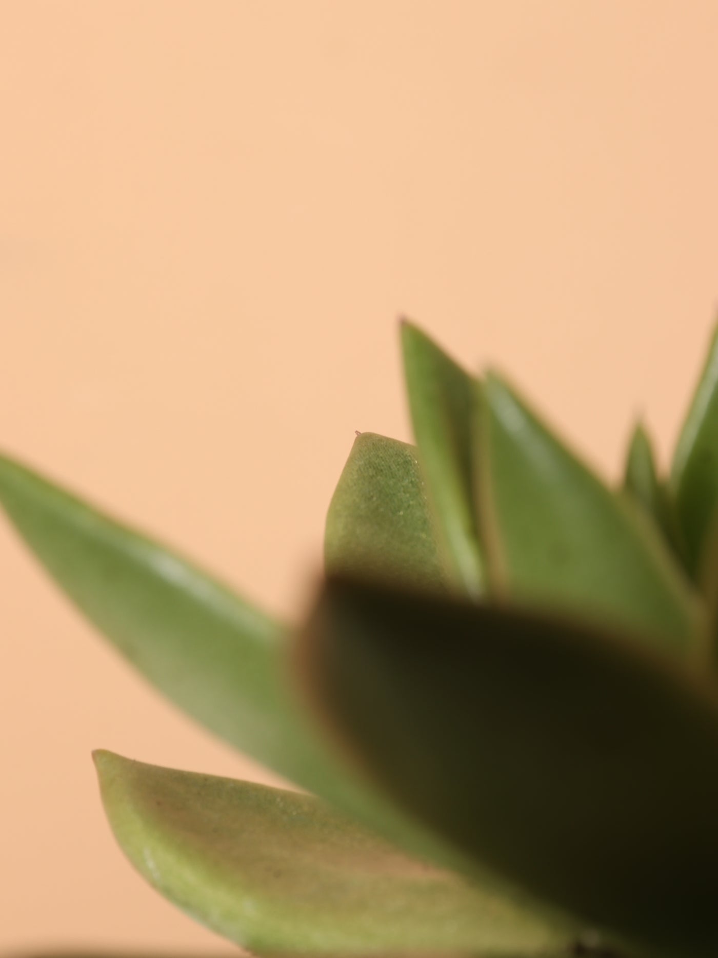 Small Echeveria Agavoides Succulent