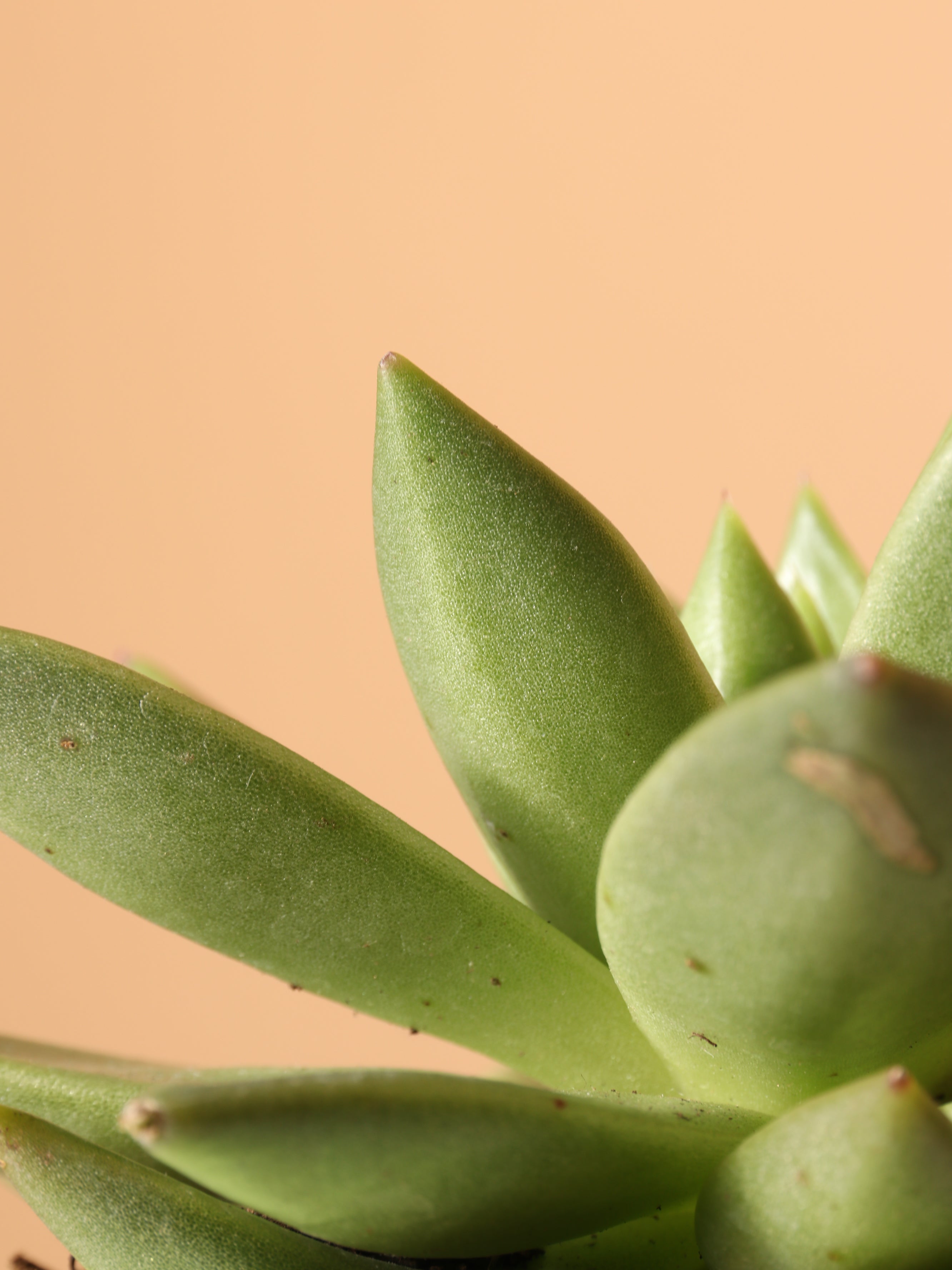 Small Echeveria Agavoides Succulent