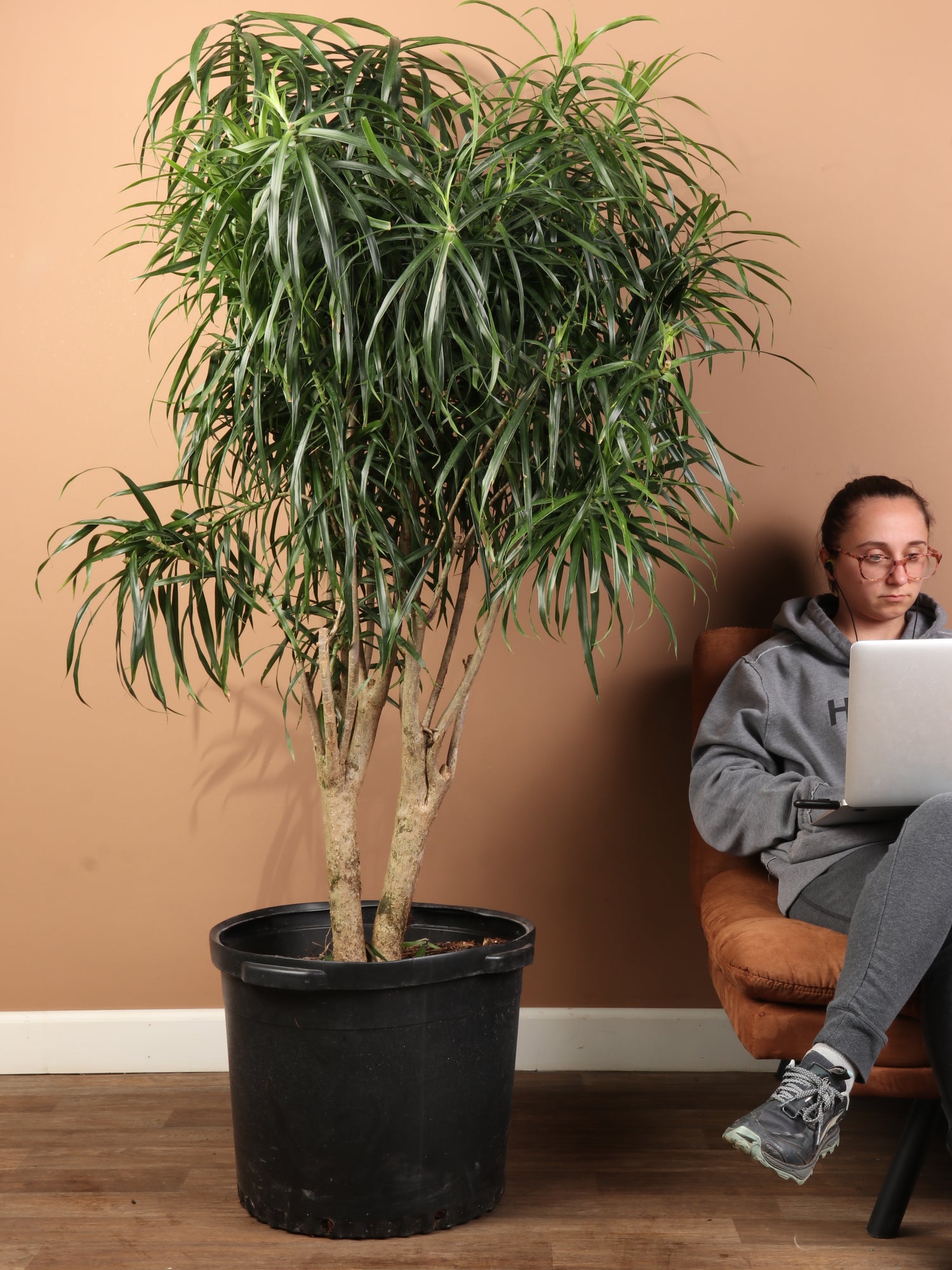 dracaena concinna kunth Huge Dracaena 'Anita'