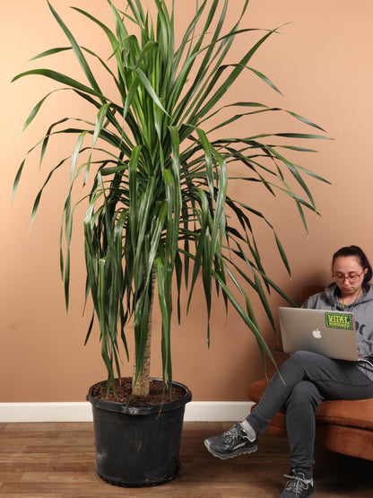 hanging dracaena Huge Dracaena 'Arborea' Single Stalk
