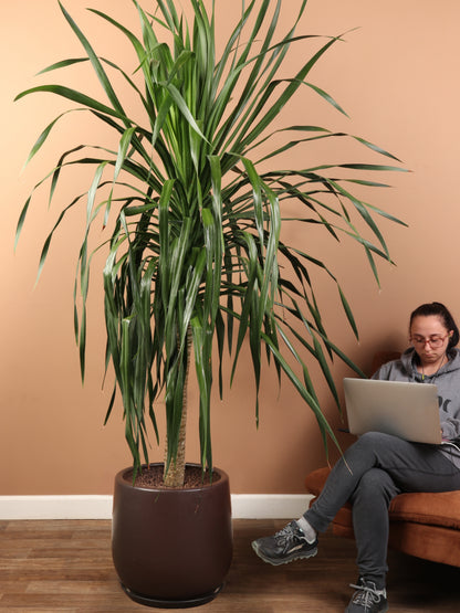 Huge Dracaena &