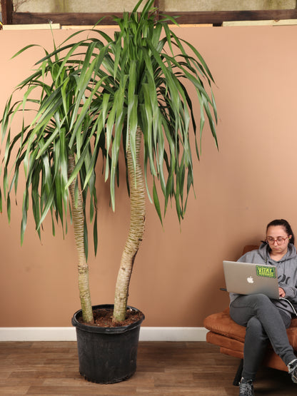 dracaena massangeana drooping leaves Buy Dracaena 'Arborea' Multiple Stalks Online