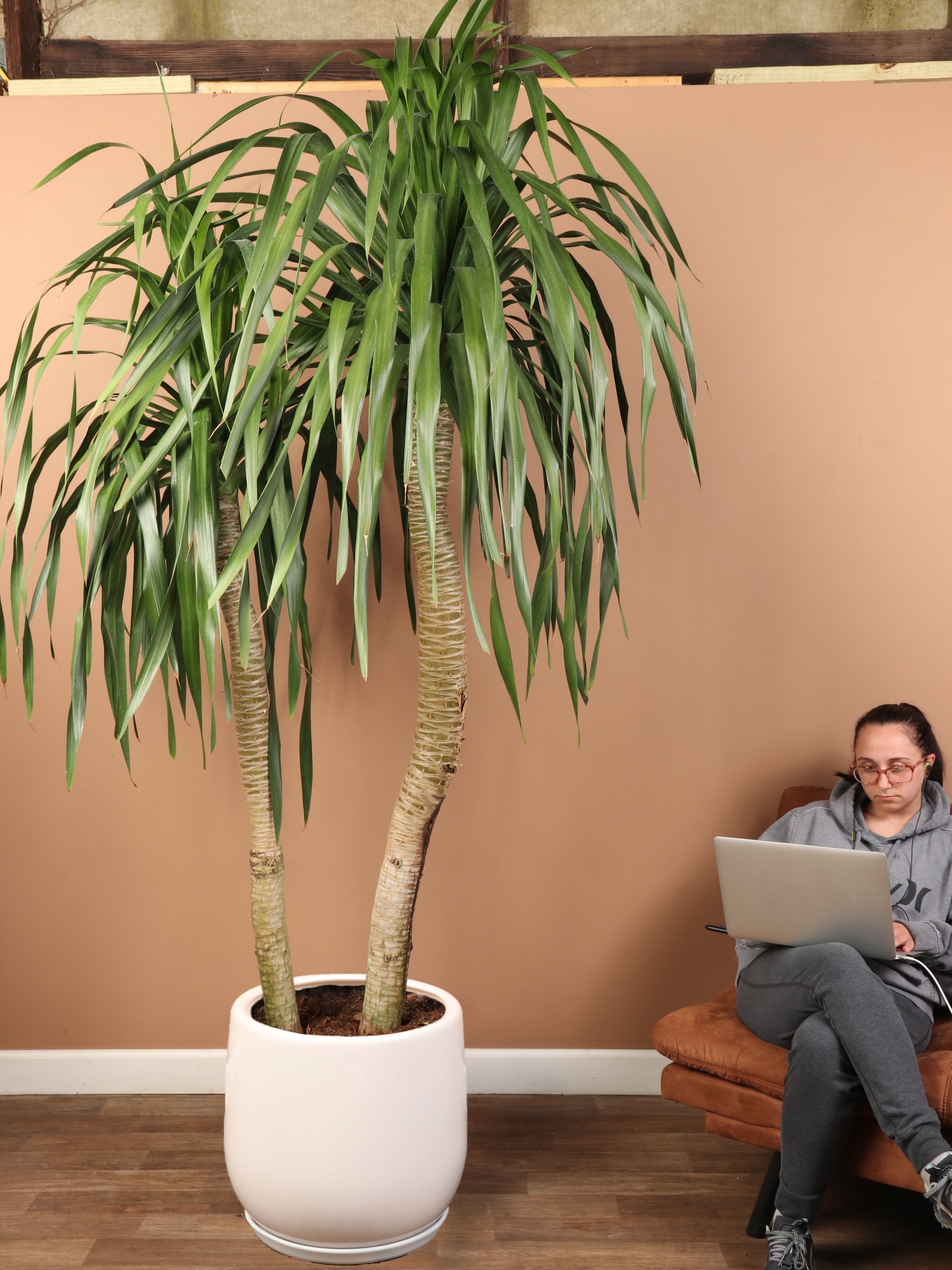dracaena arborea leaves Buy Dracaena 'Arborea' Multiple Stalks Online