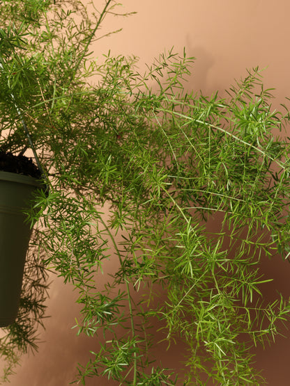 Hanging Asparagus Fern