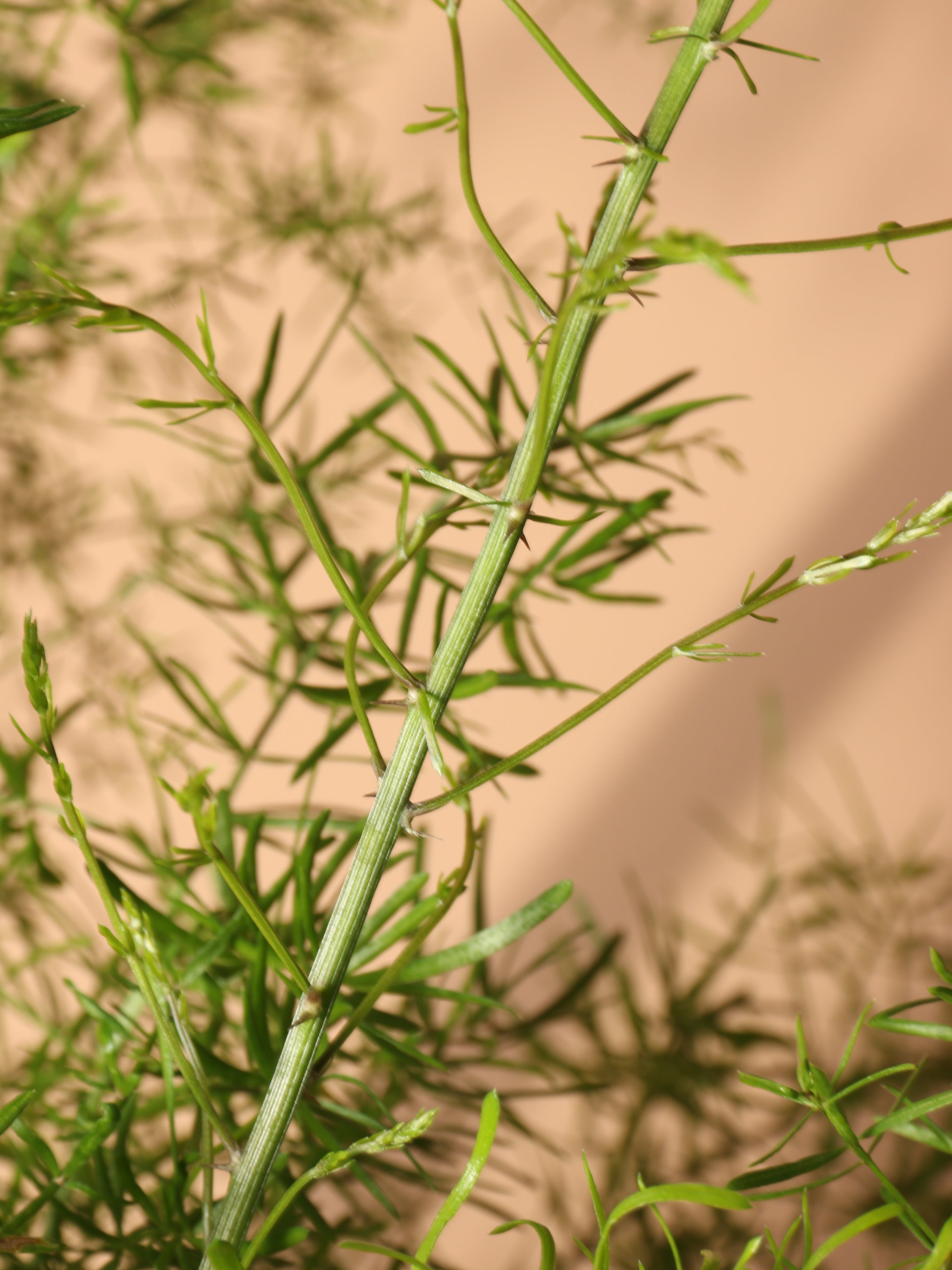 Hanging Asparagus Fern