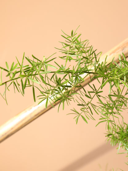 Hanging Asparagus Fern