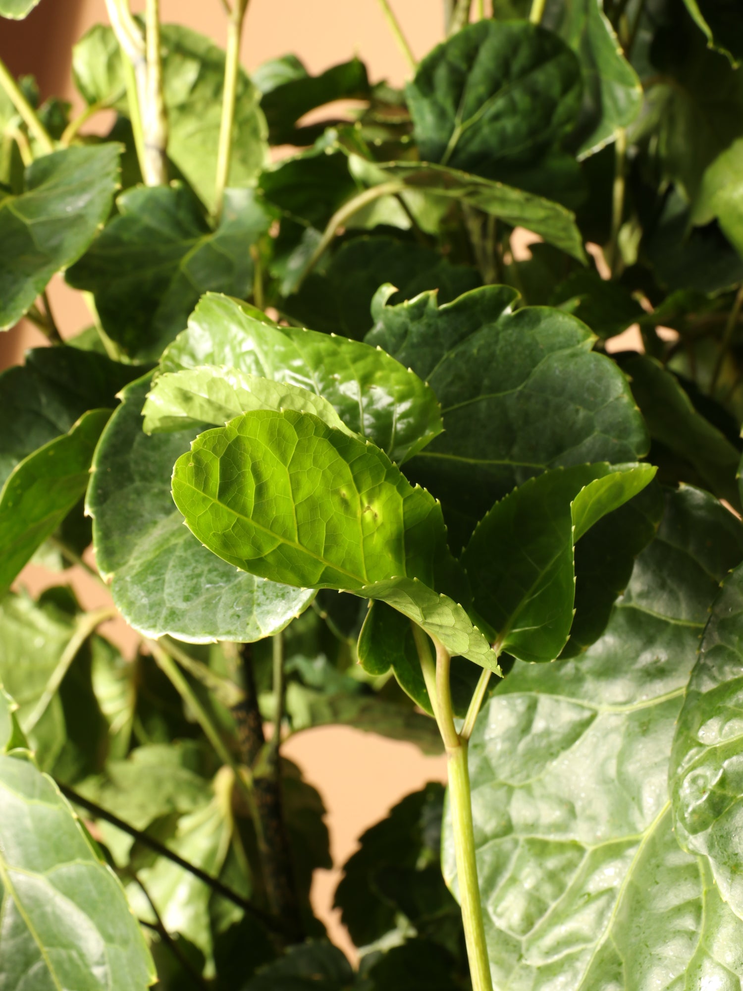 Full Size Balfour Aralia