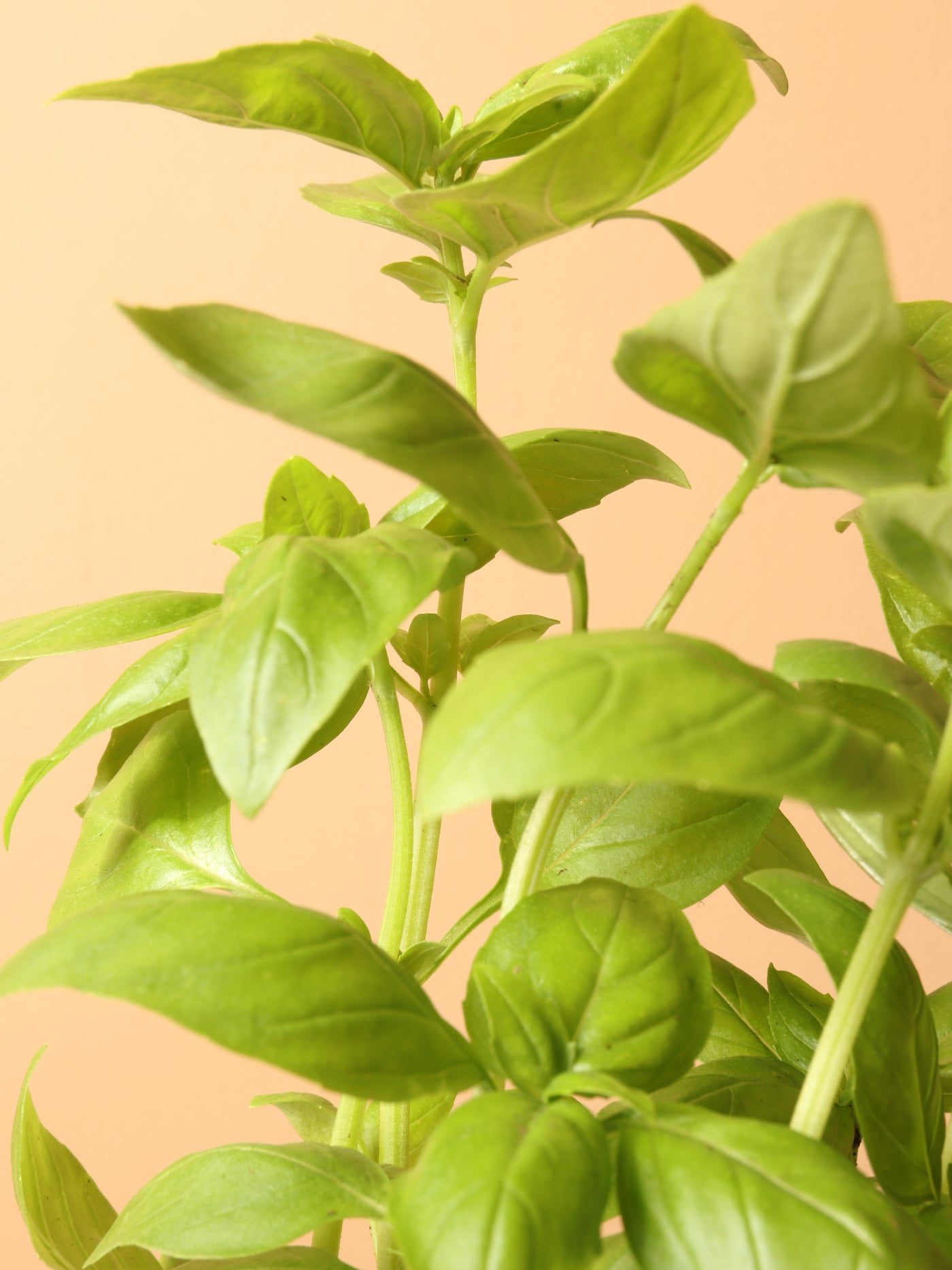 Small Basil Indoor Herb