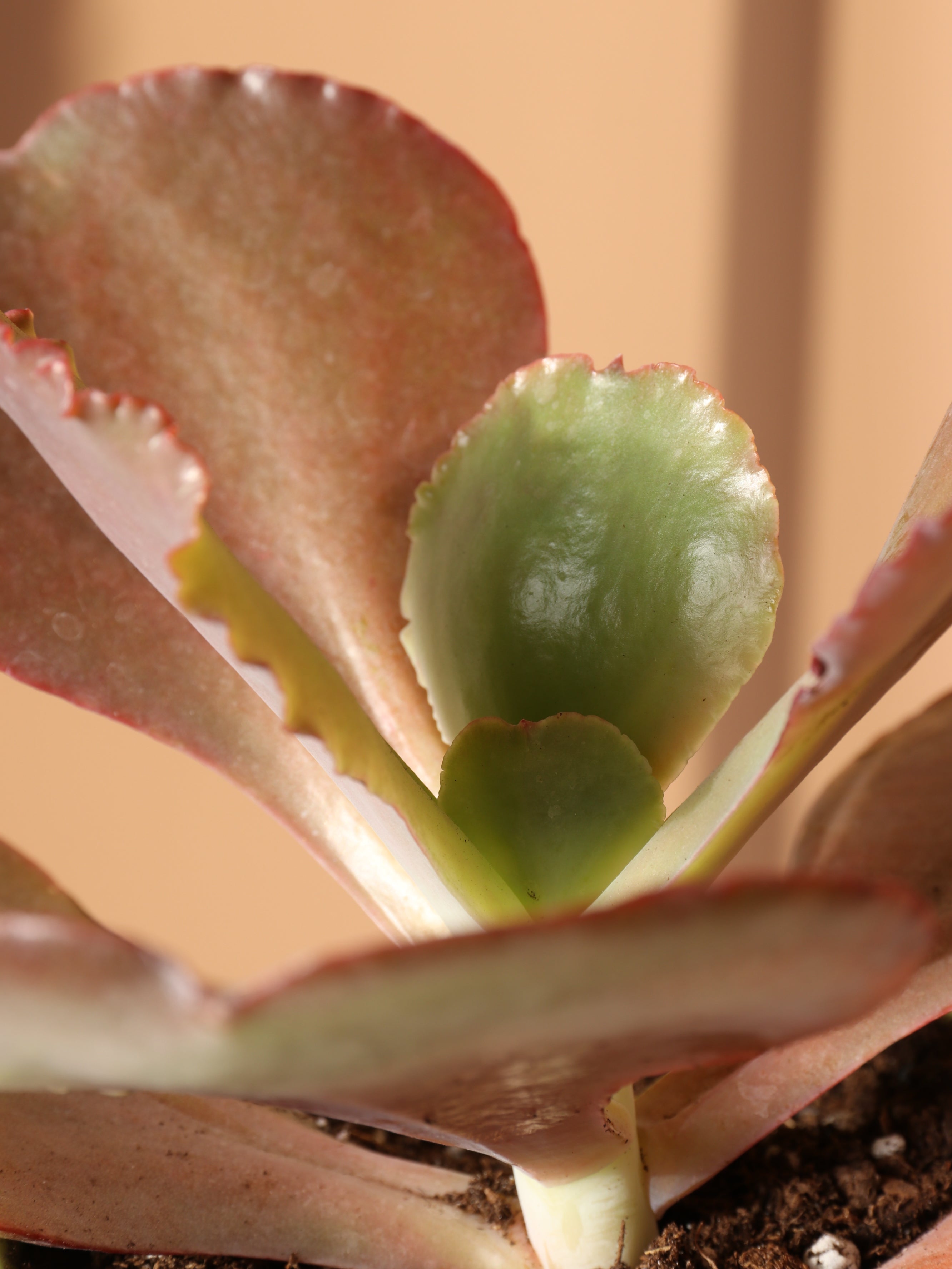 Small Echeveria Bittersweet Succulent