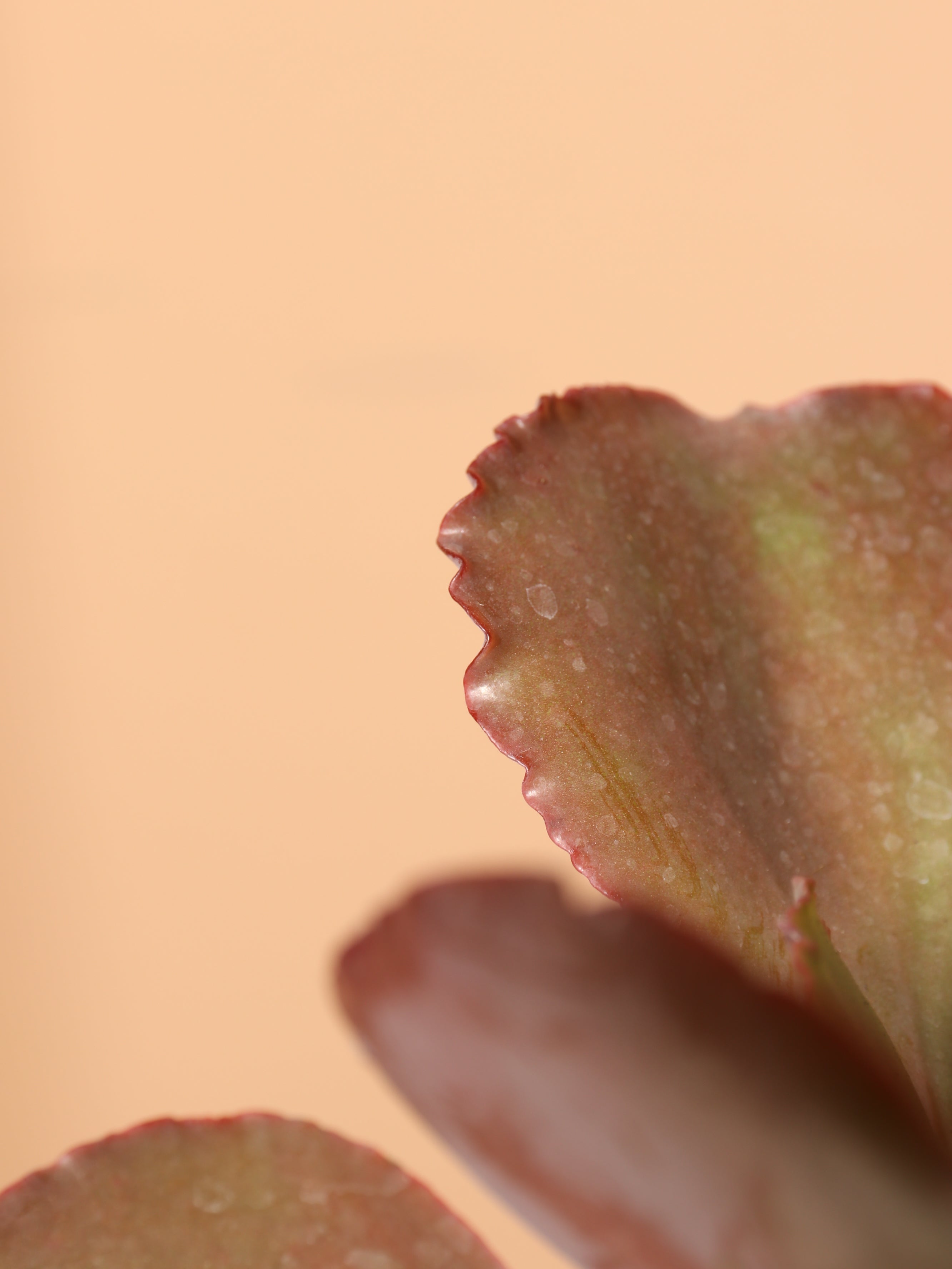 Small Echeveria Bittersweet Succulent