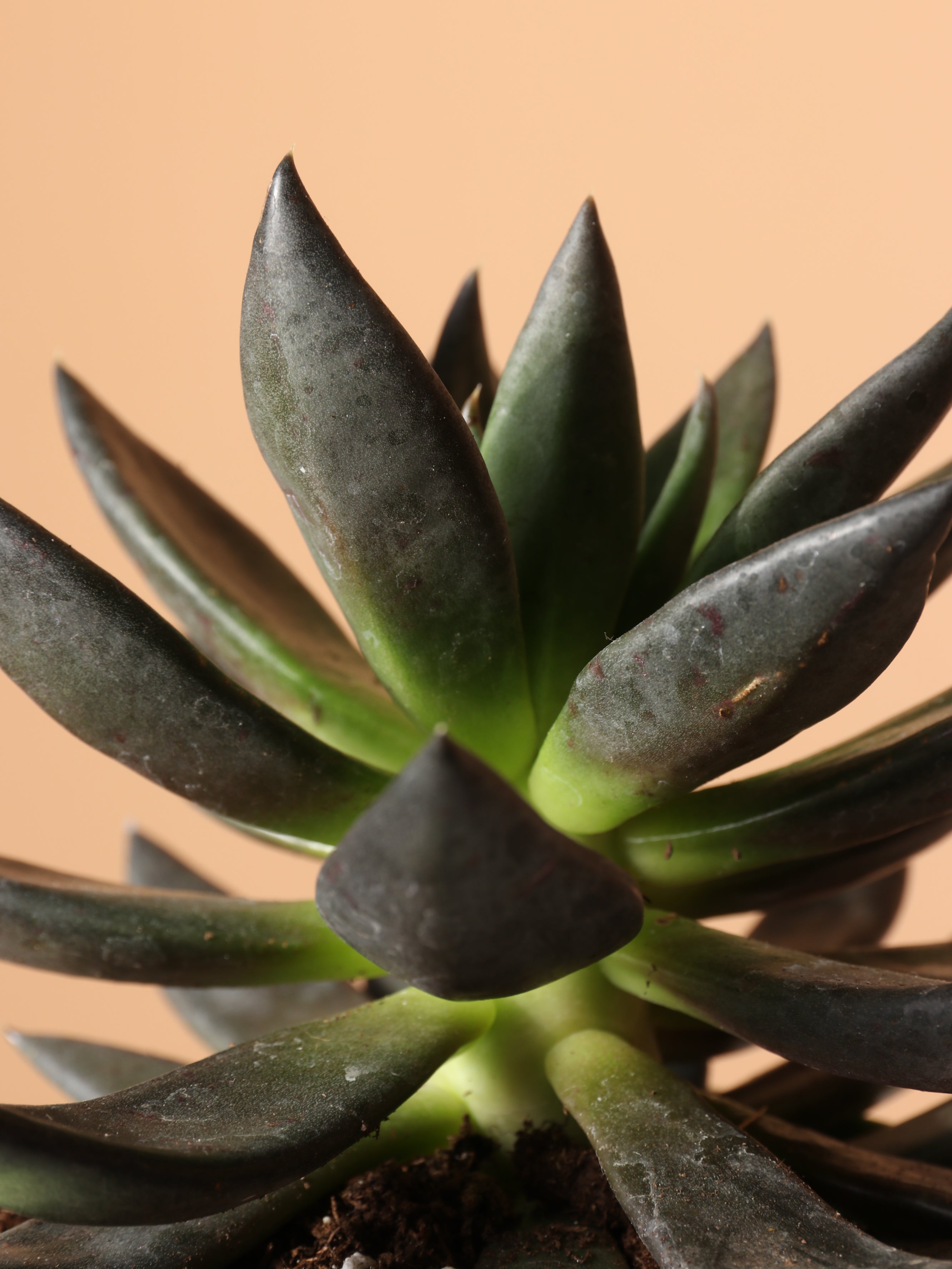 Small Echeveria Black Knight Succulent