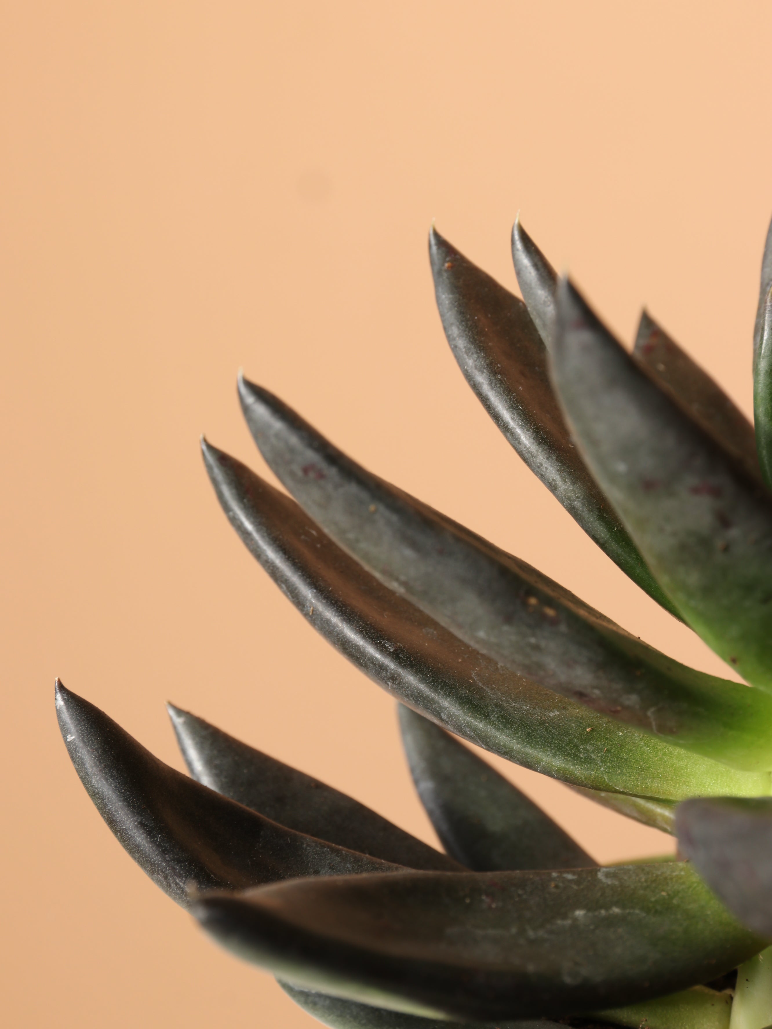 Small Echeveria Black Knight Succulent