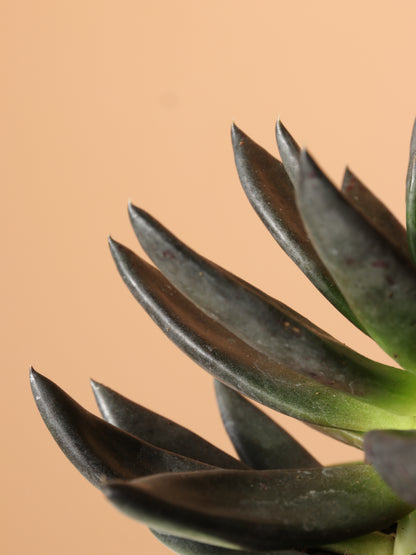 Small Echeveria Black Knight Succulent