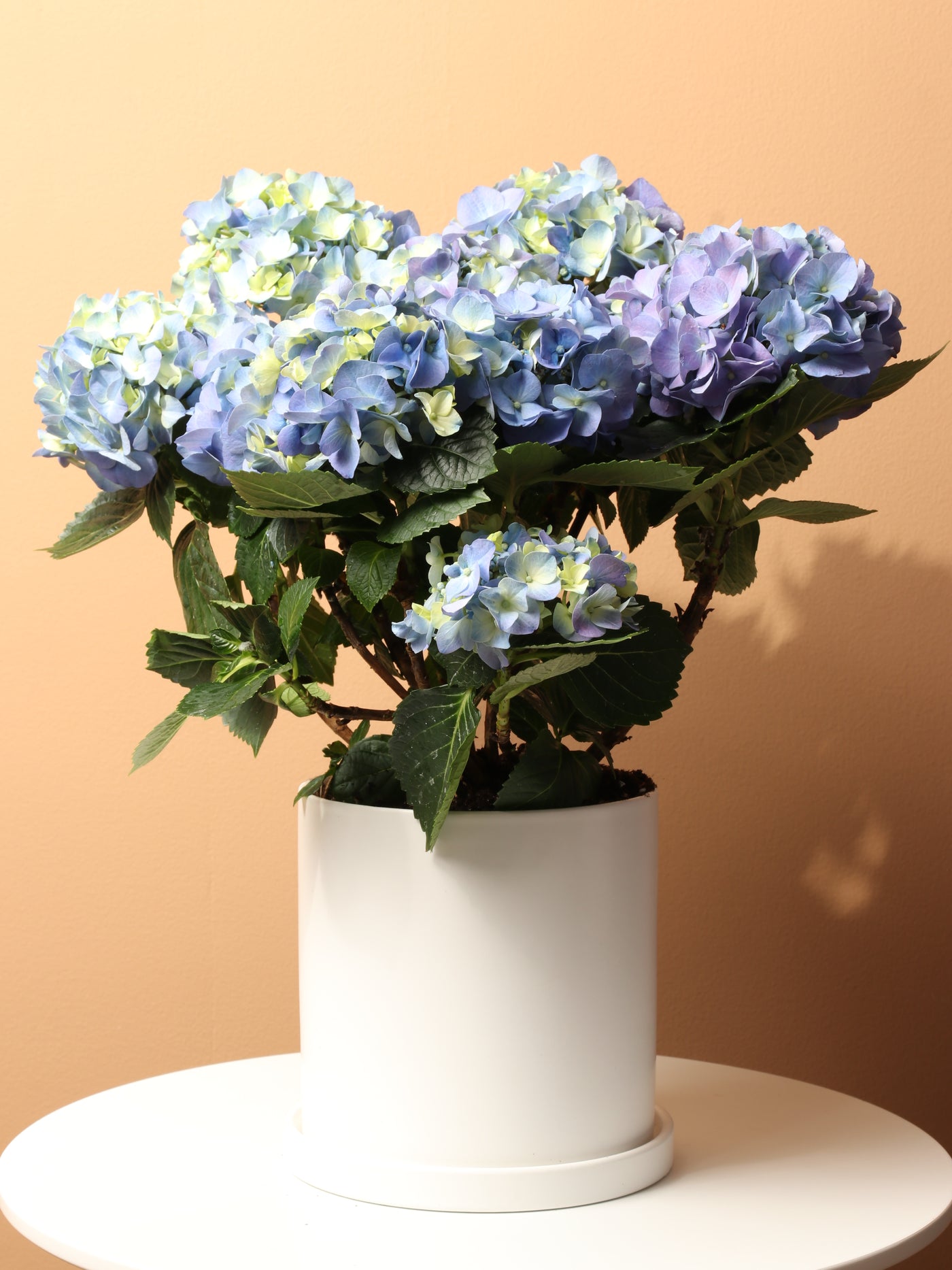 Medium Hydrangea Blue