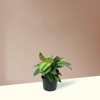 Medium Calathea 'Beauty Star' - Pafe Plants